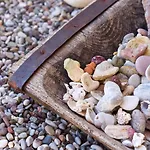 Driftwood *